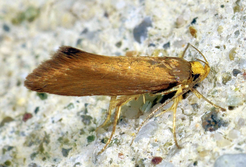 2 Oecophoridae - Crassa unitella